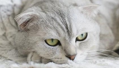 AC米兰新闻-NBA赛季抢断效率分析，nba抢断历史排名百度百科